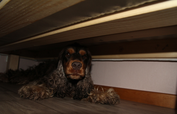 Fideli under sängen